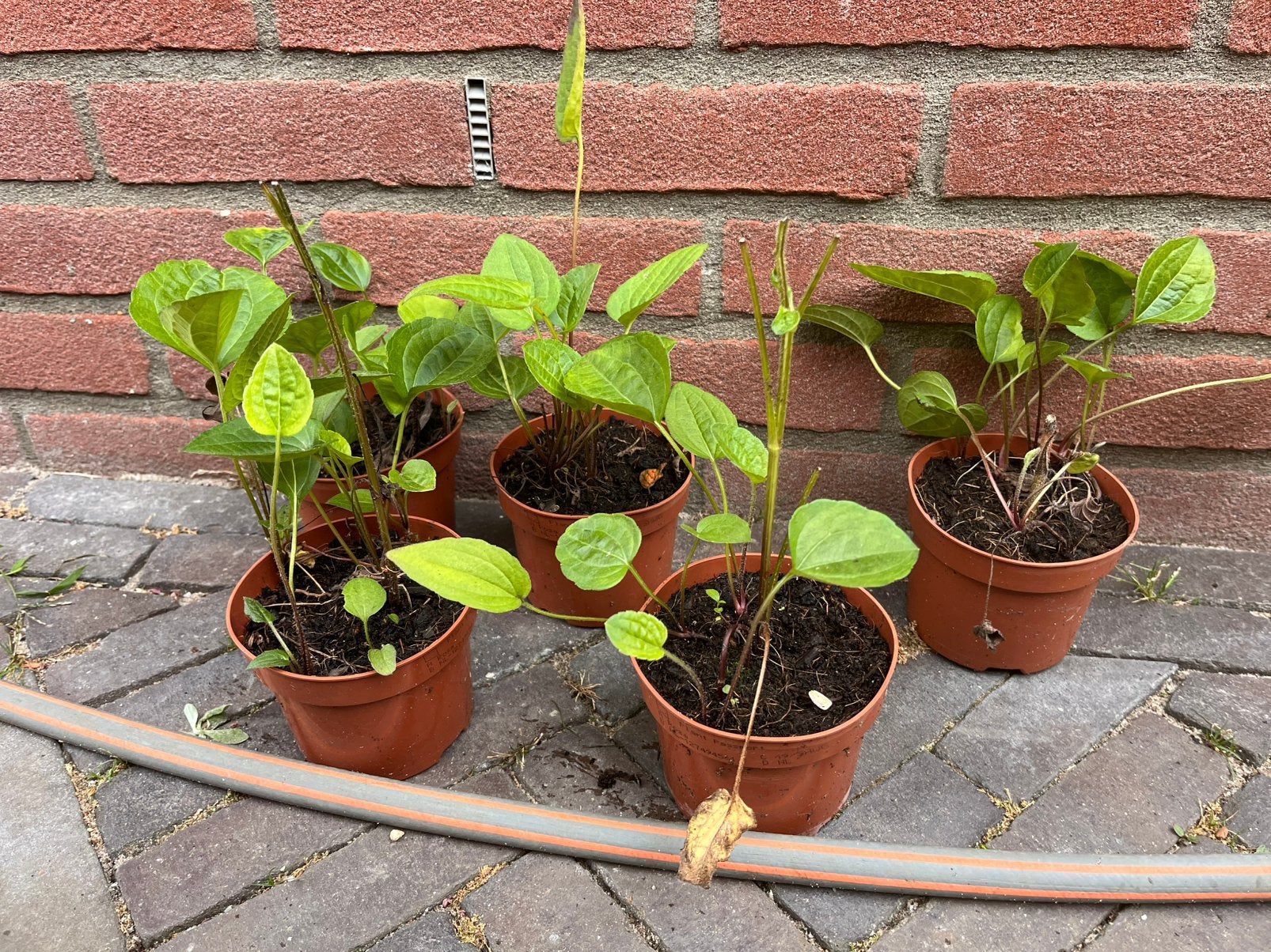 Diverse vaste planten / tuinplanten, Tuin en Terras, Ophalen, Overige soorten, Halfschaduw