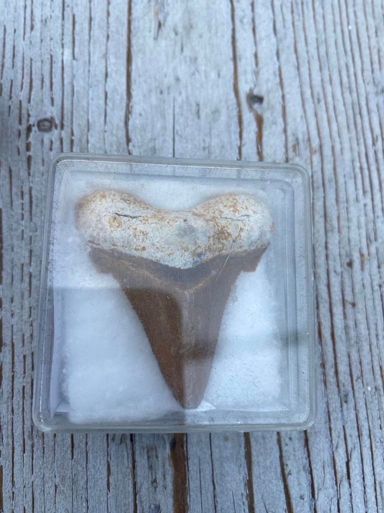 Fossiele haaientand in doosje, Verzamelen, Mineralen en Fossielen, Fossiel, Ophalen