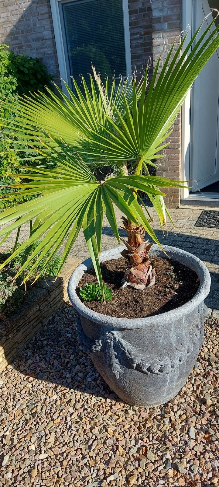 te koop Mexicaanse waaier palm in grote stenen pot, Overige soorten, Volle zon, Vaste plant, Ophalen of Verzenden