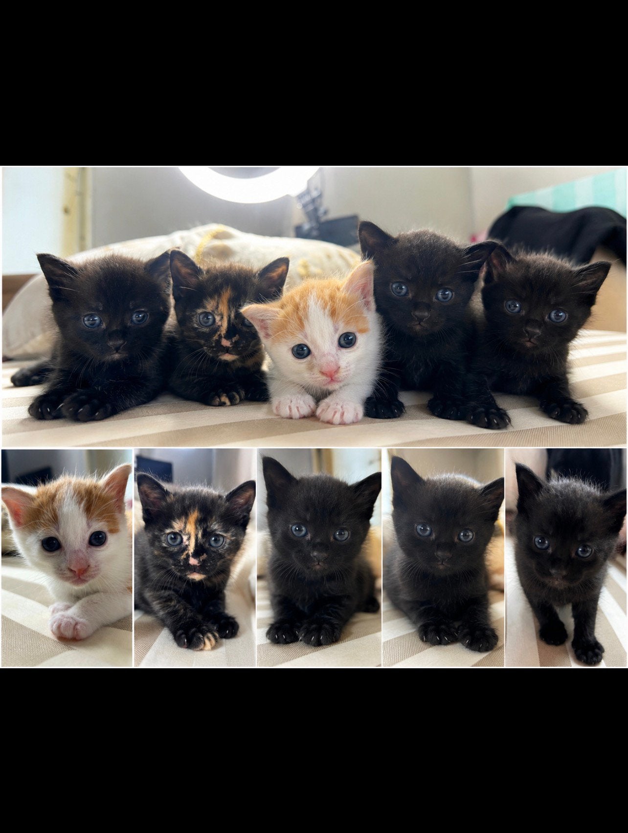 Baby kitten, Dieren en Toebehoren, Katten en Kittens | Overige Katten, Meerdere dieren