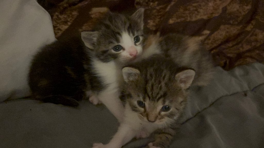 Wij hebben prachtige lieve rustige kittens, Meerdere dieren, Langharig, 0 tot 2 jaar