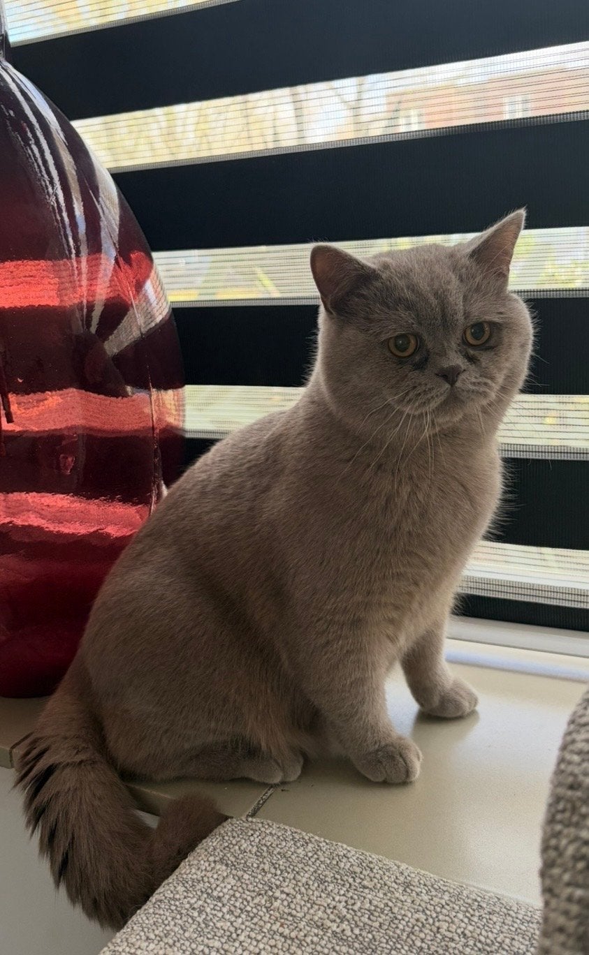 Brits korthaar dekkater ( niet te koop ), Dieren en Toebehoren, Katten en Kittens | Dekkaters
