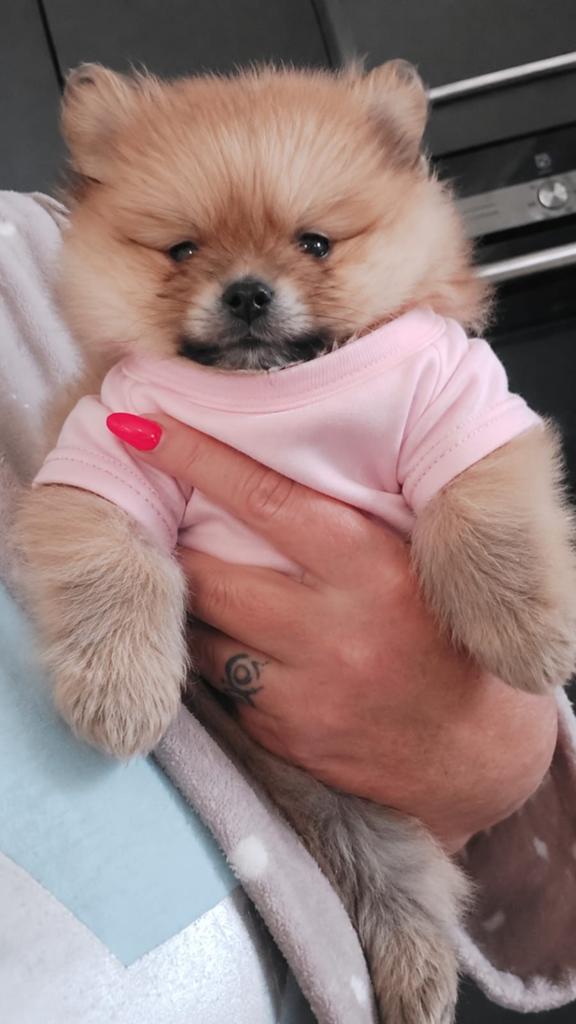 Pomeriaan, Dieren en Toebehoren, Reu, 8 tot 15 weken, Parvo, Meerdere