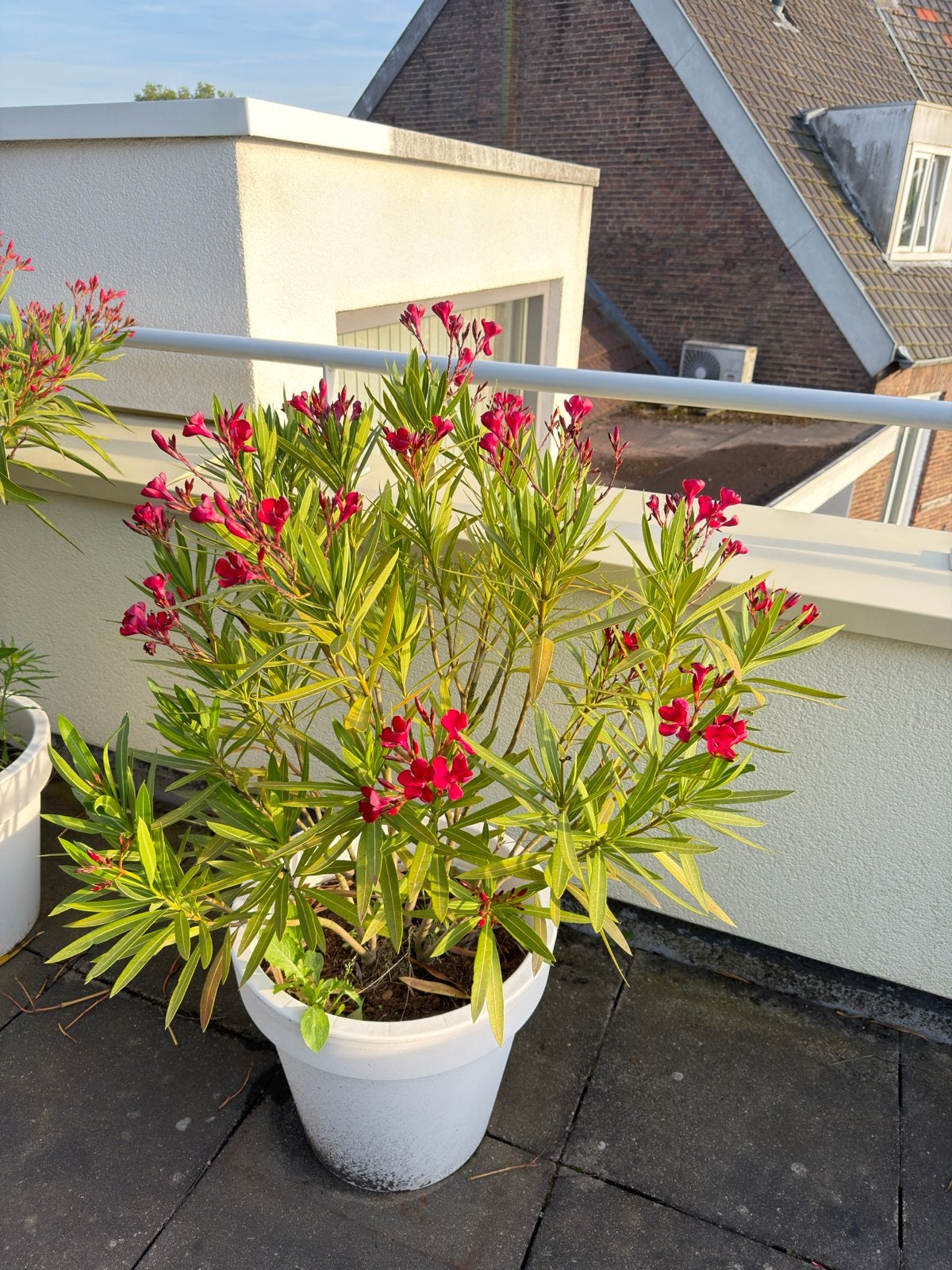 Diverse mediterrane planten in pot, Tuin en Terras, Overige soorten, Volle zon, Vaste plant, Ophalen of Verzenden