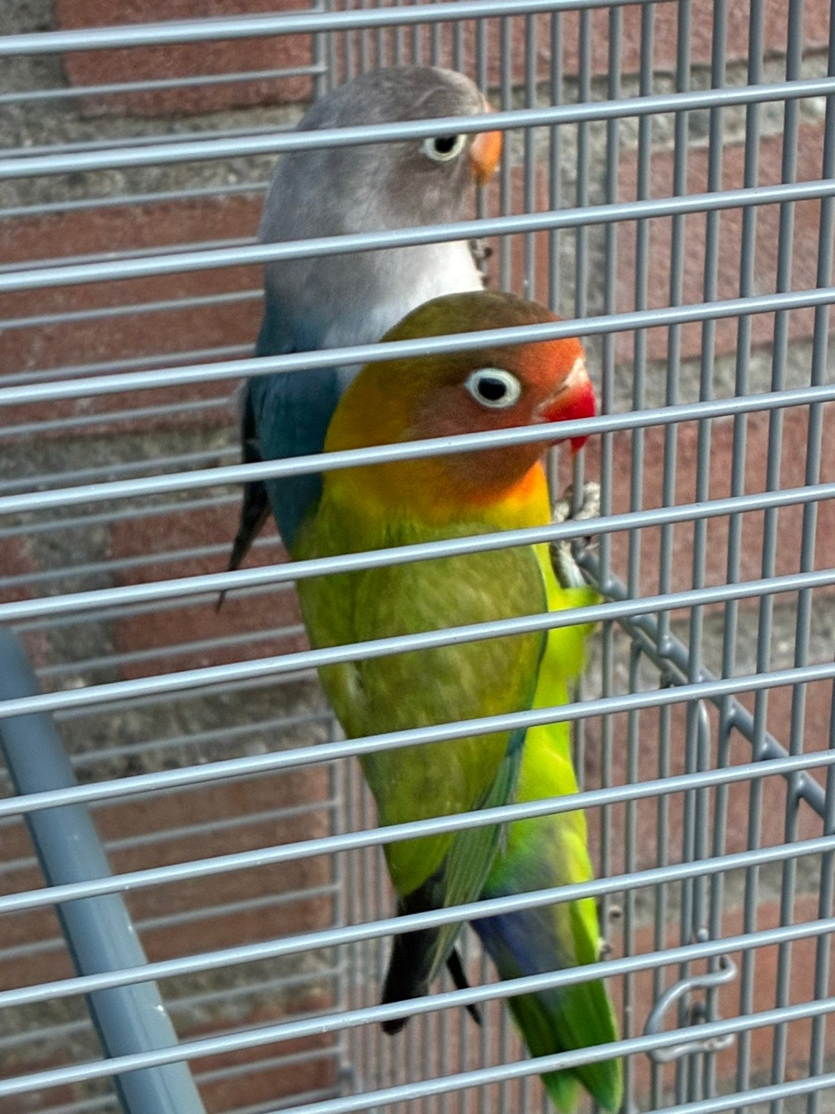 Dwergpapegaaitjes, Parkiet