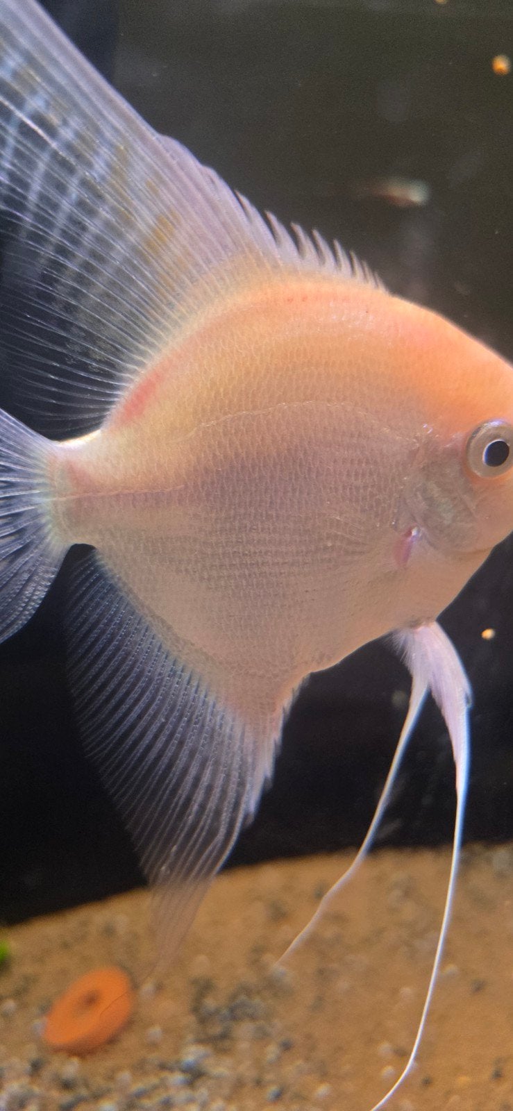 Maanvis mooi, Dieren en Toebehoren, Vissen | Aquariumvissen