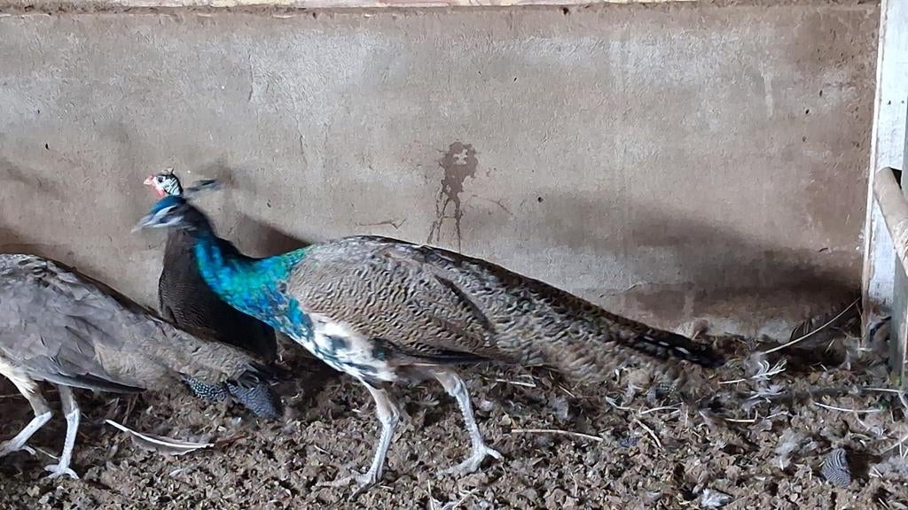 Mannetje pauw, Dieren en Toebehoren, Pluimvee, Mannelijk, Kip