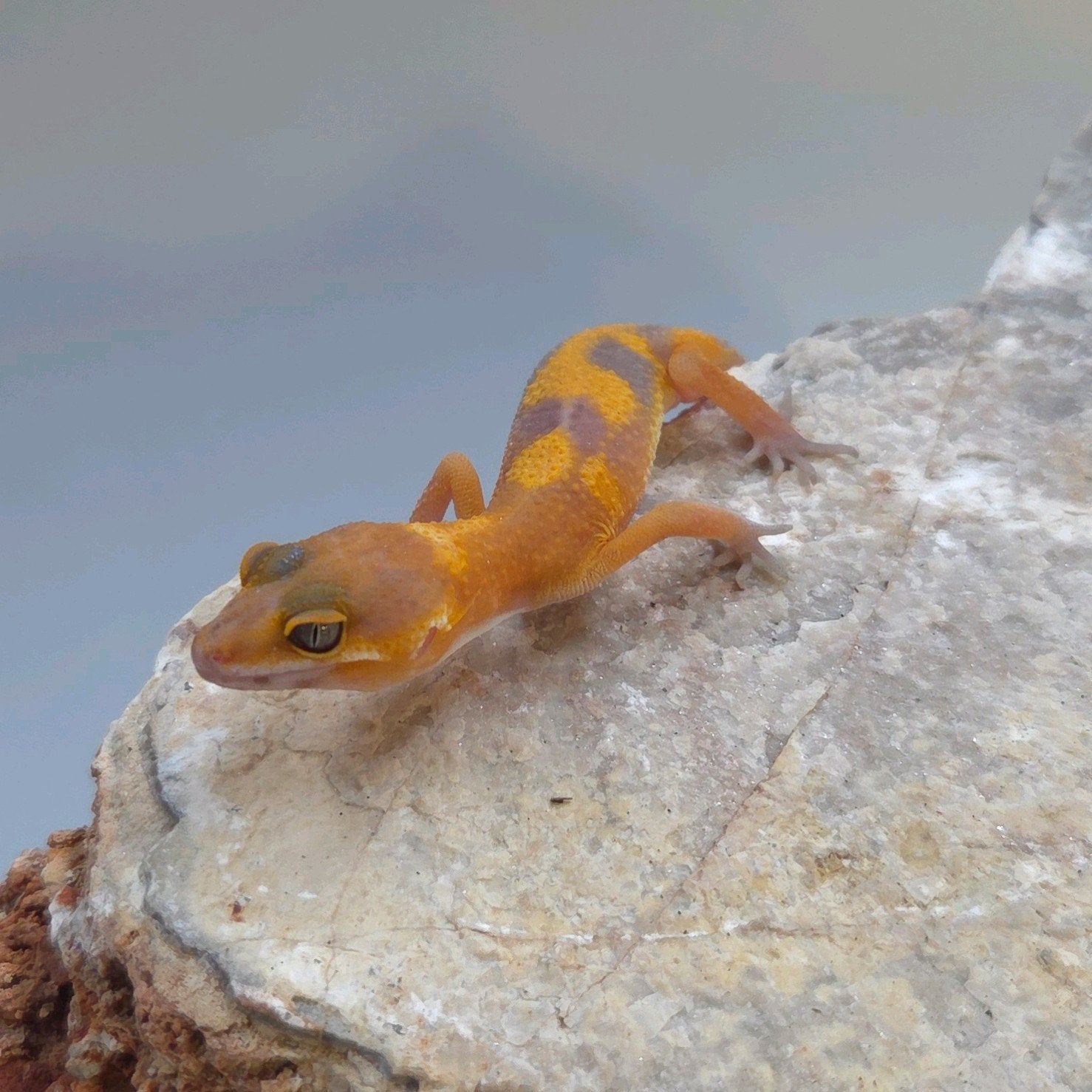 Luipaardgekko Leopard Gecko photo 3
