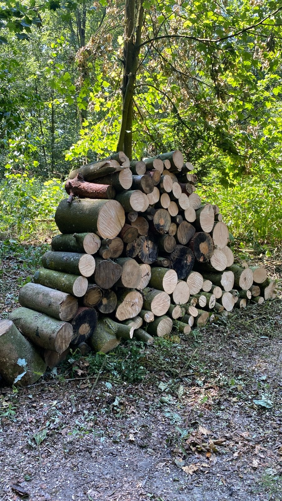 Grote stapel brandhout: Eikenhout en meer, Tuin en Terras, 6 m³ of meer, Ophalen, Eikenhout, Blokken