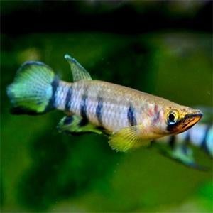dwarsbantsnoekje €4,95, Dieren en Toebehoren, Vissen | Aquariumvissen, Vis, Zoetwatervis