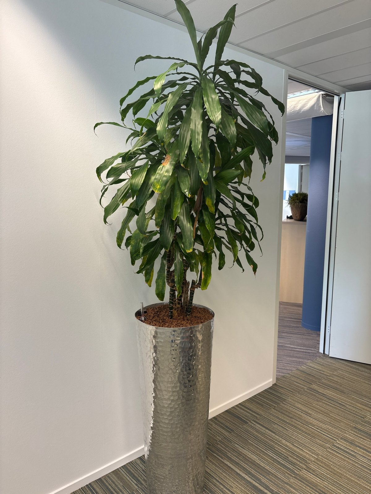 Grote Dracaena plant in stijlvolle zilveren pot, Overige soorten, In pot, 150 tot 200 cm, Groene kamerplant