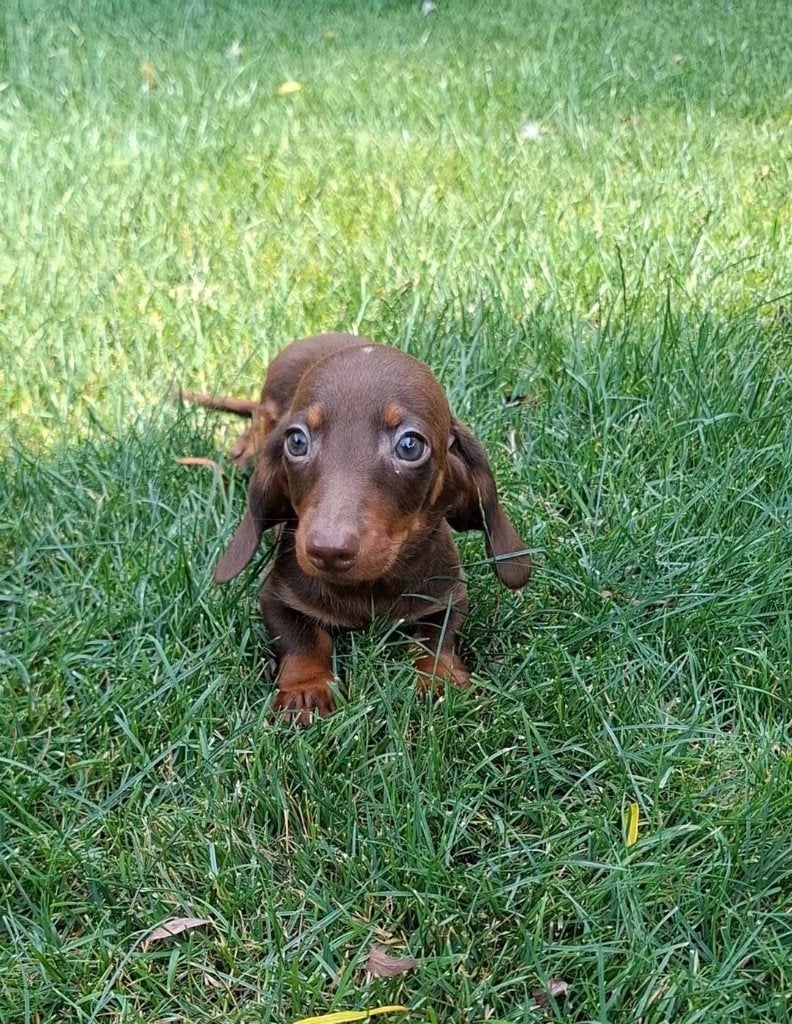 Teckel choco tan dwerg, Dieren en Toebehoren, Honden | Teckels en Dashonden, Parvo, Reu, 8 tot 15 weken, Korthaar