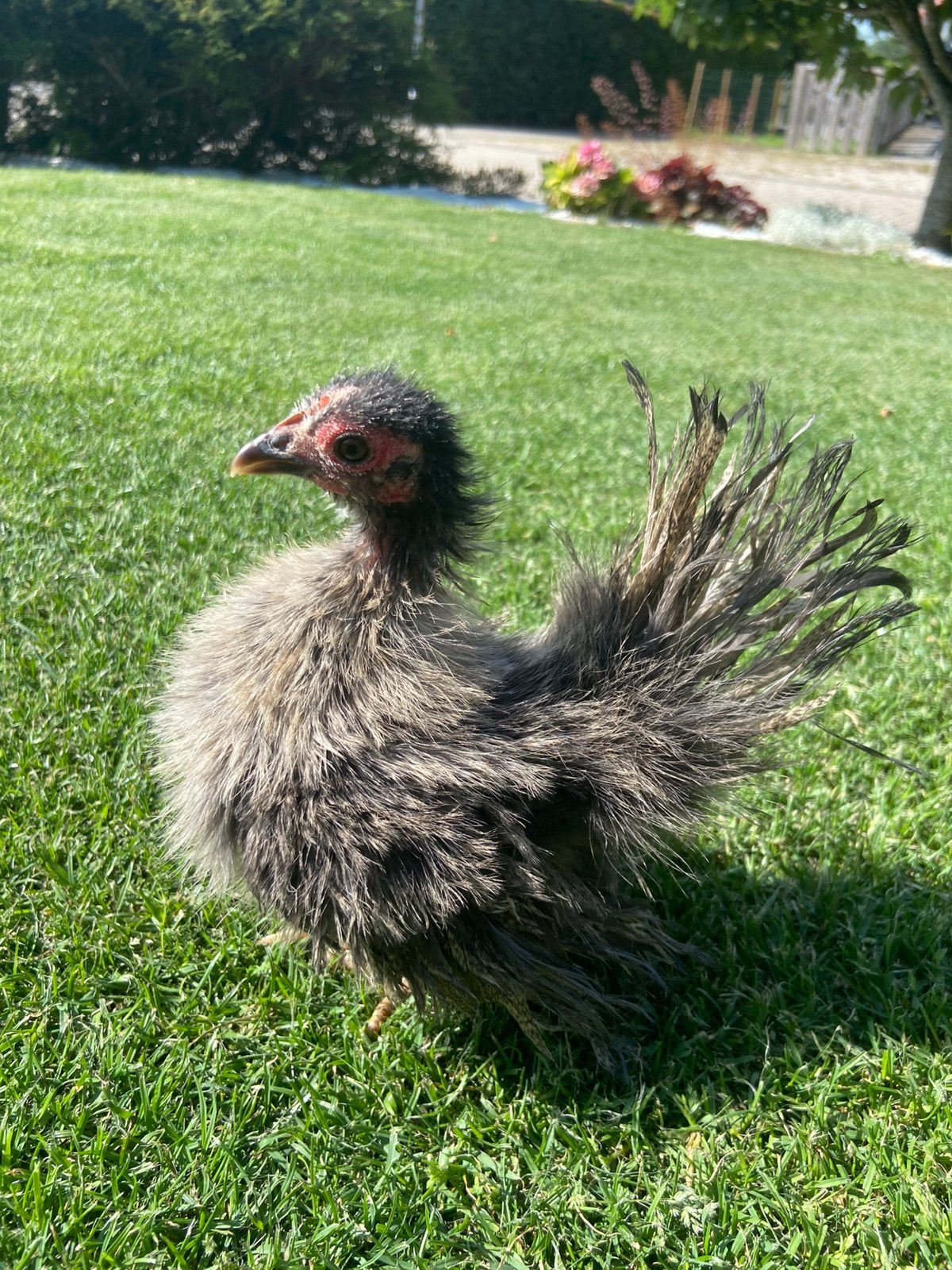 Jonge serama hen 14 weken oud 200 gram!, Dieren en Toebehoren, Vrouwelijk, Kip