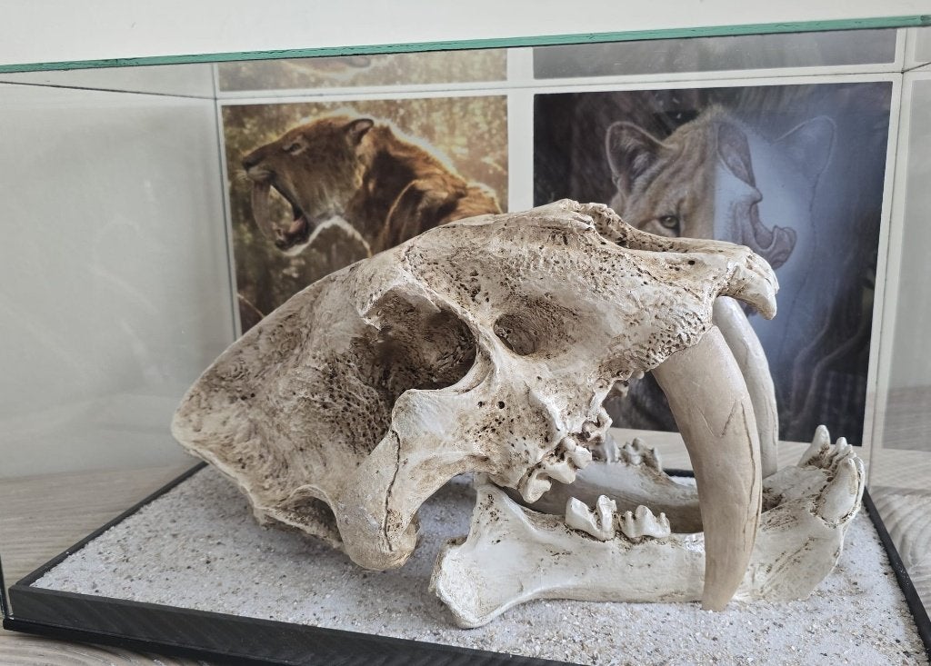 drie rijk gedetailleerde museumstijl schedelreproducties, Ophalen, Gebruikt, Overige soorten, Schedel