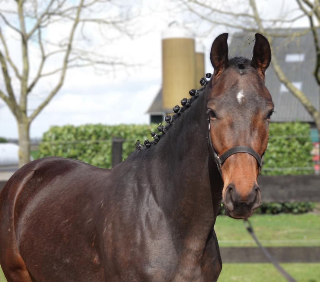 3-jarige merrie (Kjento x Desperado), Merrie, Met stamboom, Dressuurpaard, 3 tot 6 jaar