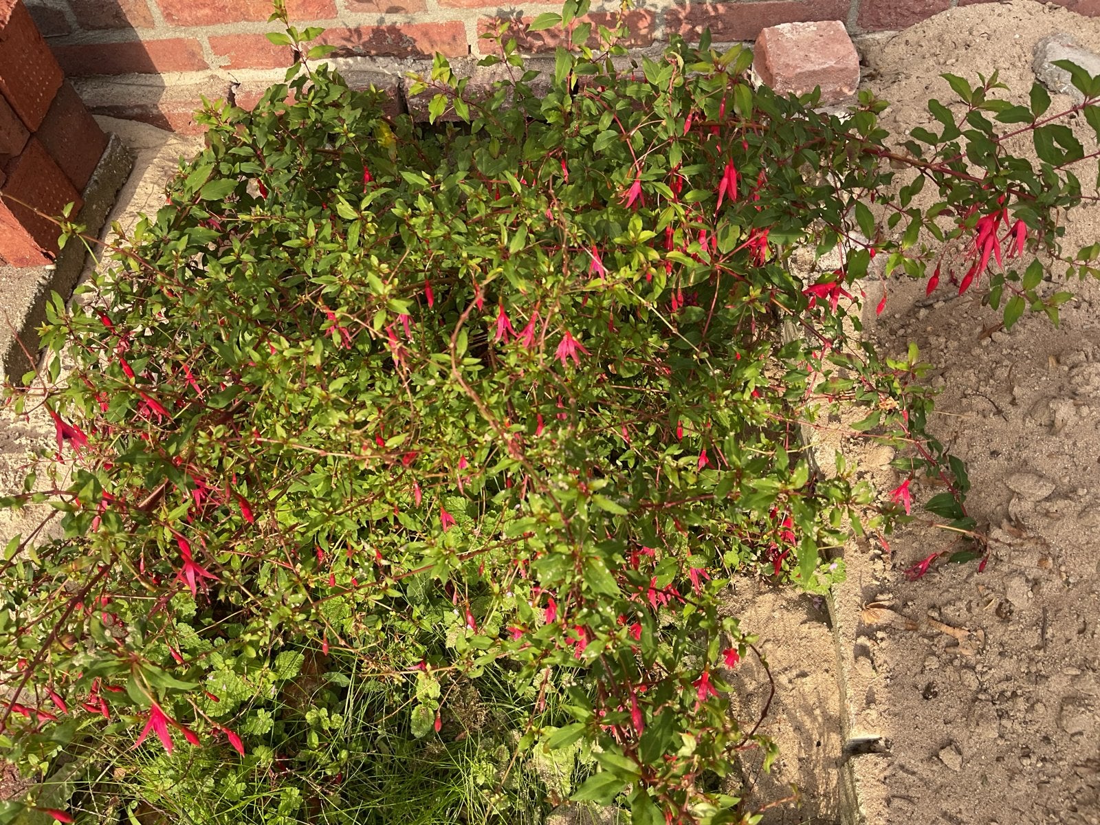 Bloeiende Fuchsia Struik - Prachtig voor elke tuin!, Ophalen of Verzenden, Overige soorten, Struik, Minder dan 100 cm