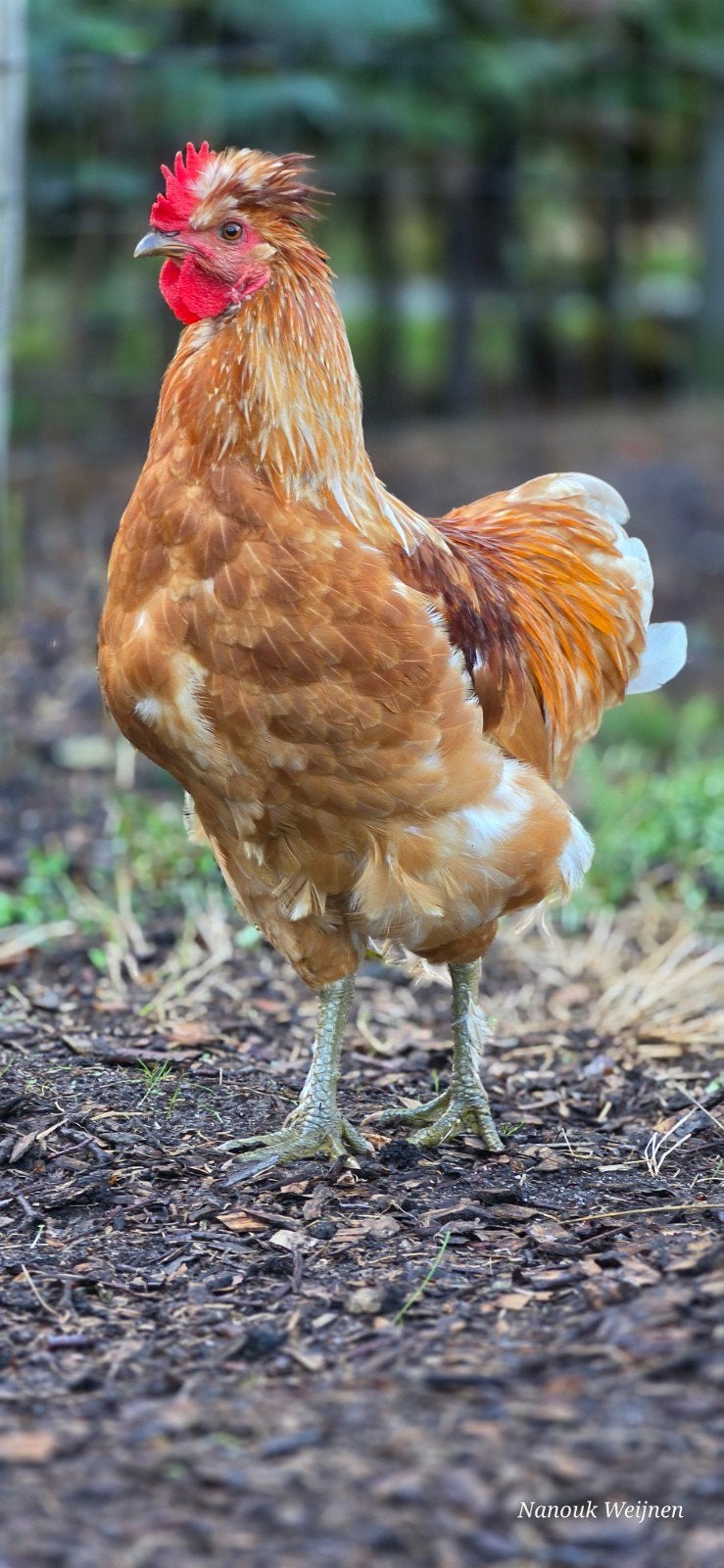 gratis mooie grote haan, Dieren en Toebehoren, Mannelijk, Kip