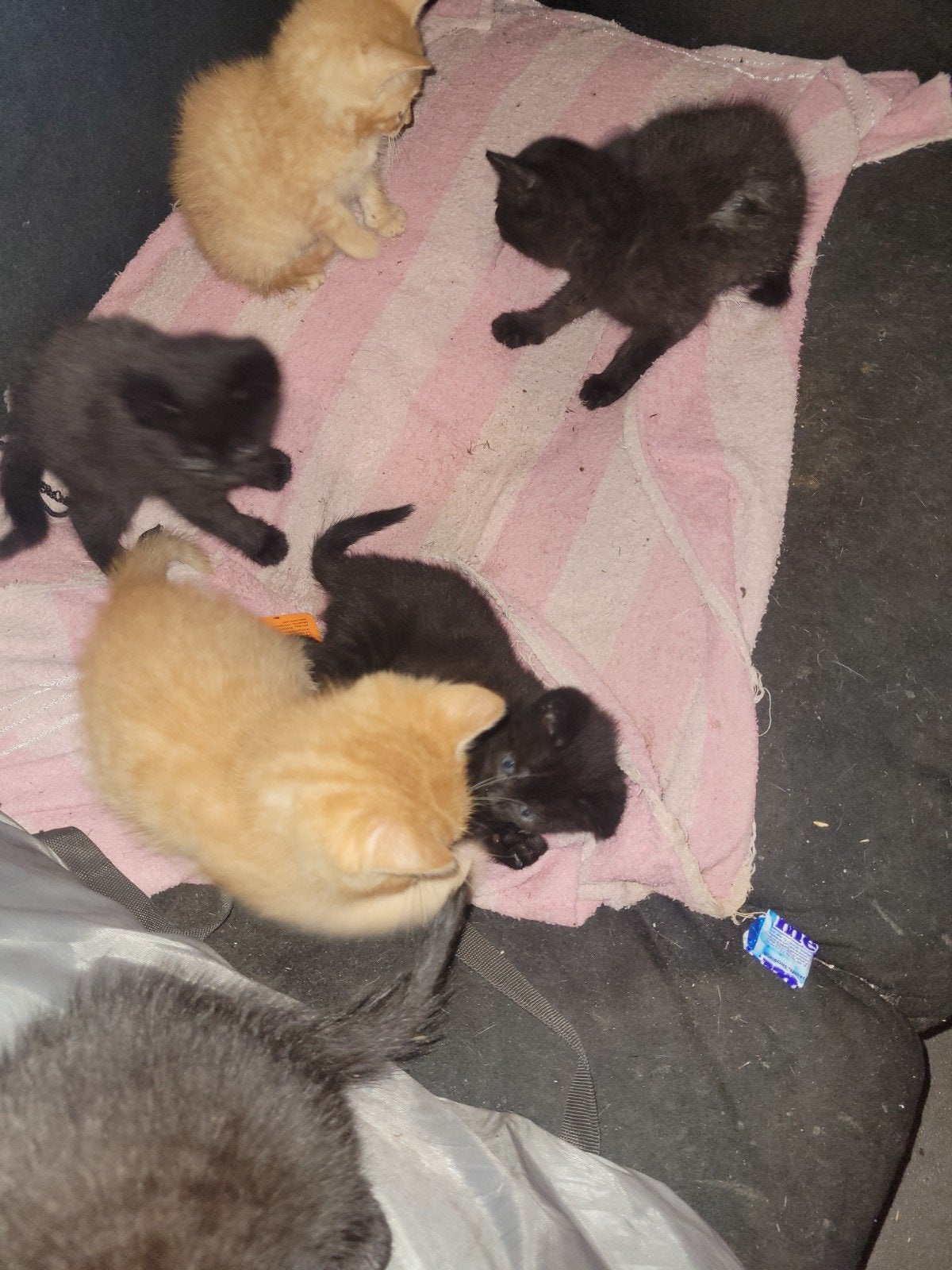 Kittens tel 0645575995, Dieren en Toebehoren, Katten en Kittens | Overige Katten, Meerdere dieren