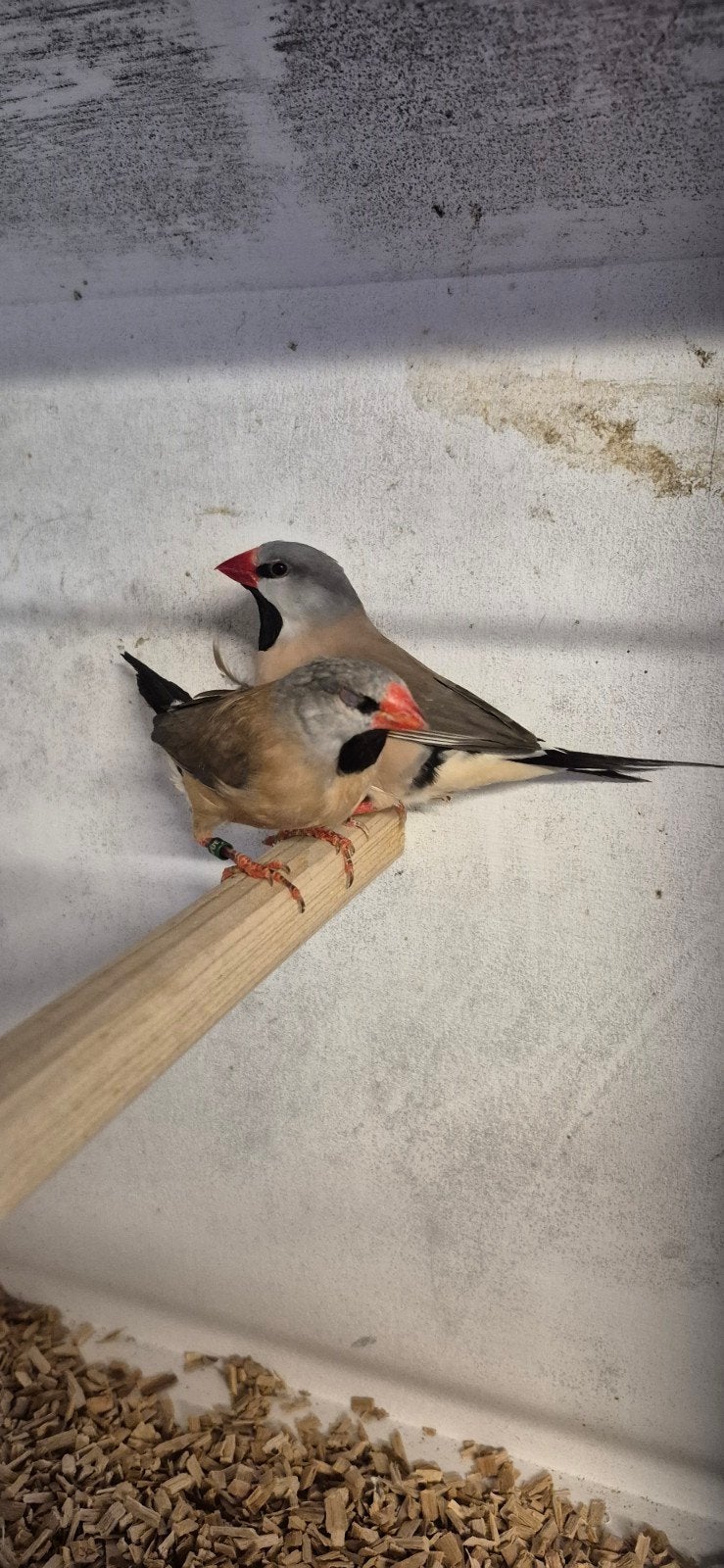 1-1 Spitstaartamadines, Dieren en Toebehoren, Vogels | Overige Vogels, Meerdere dieren, Tropenvogel, Geringd