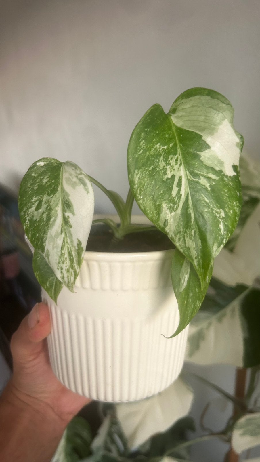 Monstera albo variegata plantje, Overige soorten, In pot, Minder dan 100 cm, Halfschaduw