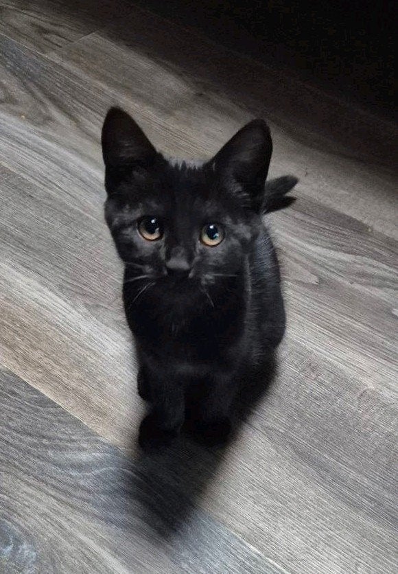 Spoed Nieuw Huisje Gezocht voor Zwarte Kitten, Poes, 0 tot 2 jaar