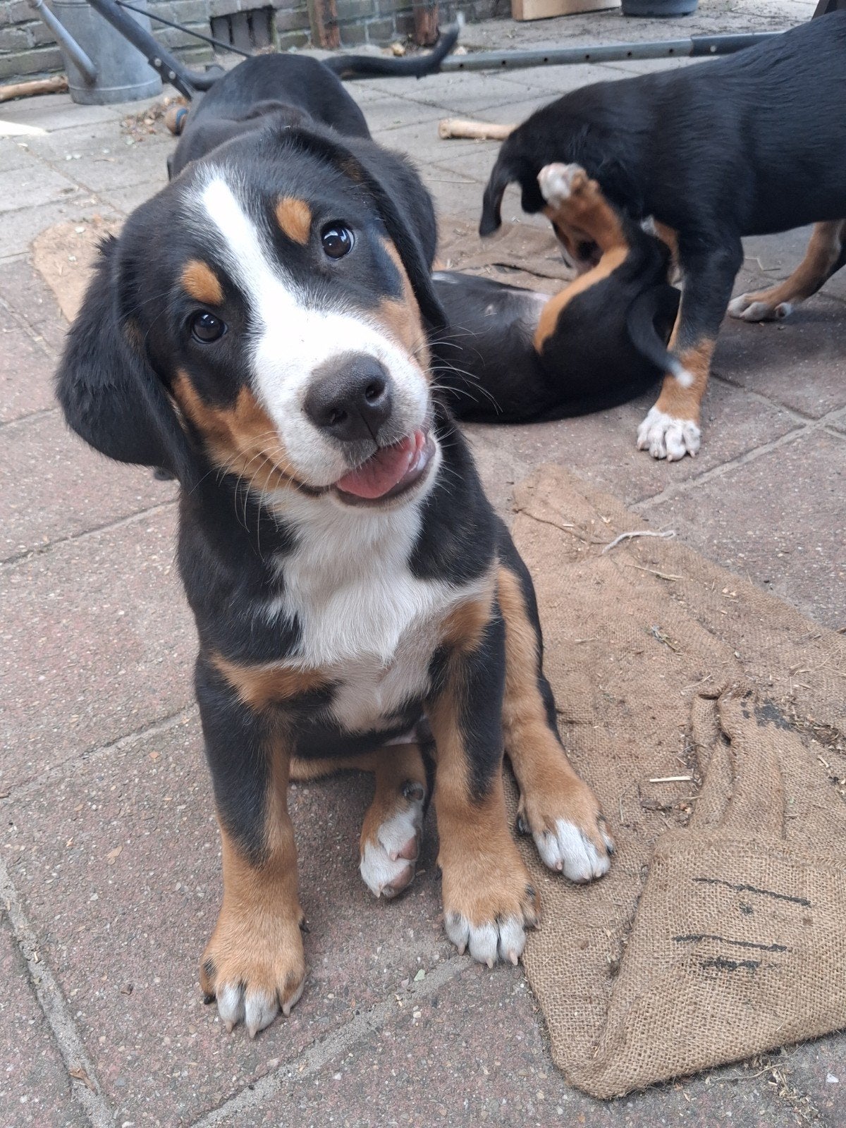 Superlieve, mooie Grote Zwitserse Sennen pups, update., Dieren en Toebehoren, Parvo, Meerdere, Meerdere dieren, Nederland