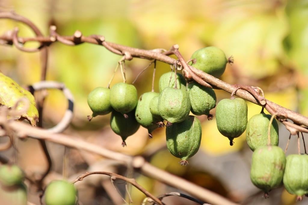 Fruitbomen, struiken en bijzondere eetbare planten, Ophalen, Minder dan 100 cm, Lente, Overige soorten