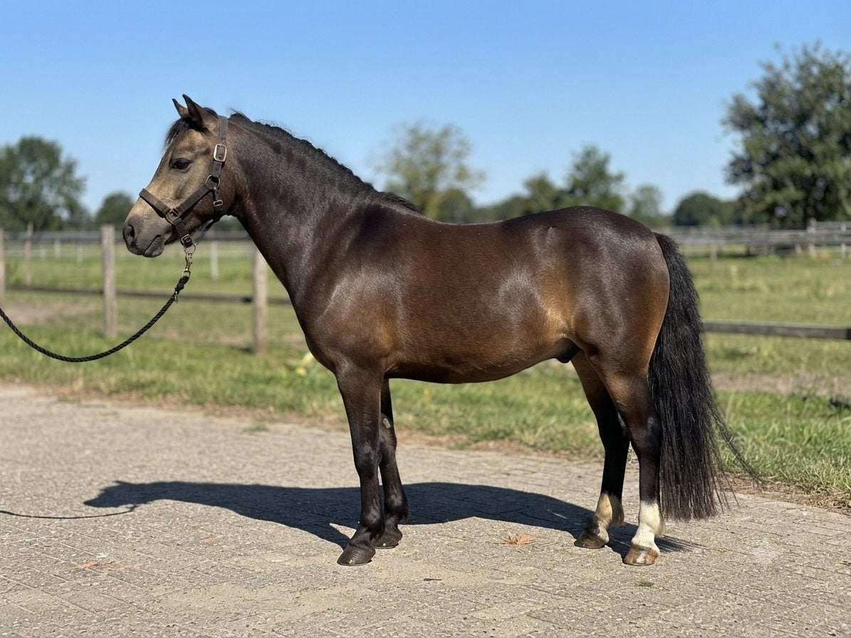 Mooie sportpony welsh mountain valk kleur, Met stamboom, Ruin, Zadelmak, 3 tot 6 jaar