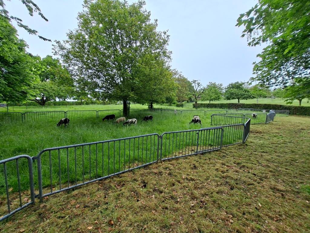 Weiland, grasland, weide gezocht,schapen, lammeren, ooi, ram, Dieren en Toebehoren, Meerdere dieren, Schaap
