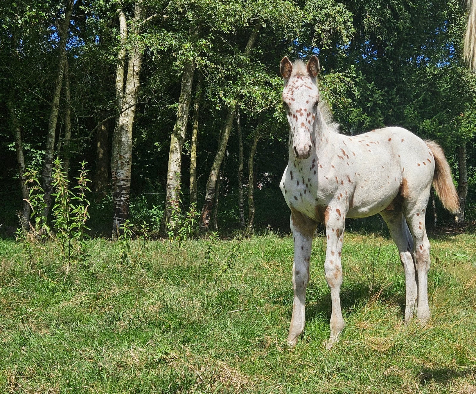 Bonte appaloosa hengst veulens en enter, Hengst, Minder dan 160 cm, Gechipt, 0 tot 2 jaar