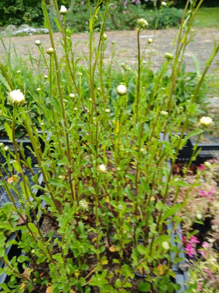 Margriet, Ophalen, Overige soorten, Volle zon
