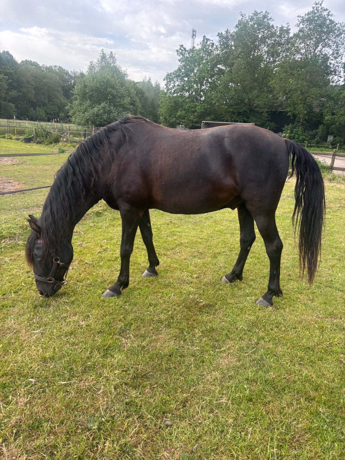 Zwarte parel pre, Dieren en Toebehoren, Pony's, Ruin, B, Met stamboom, 11 jaar of ouder
