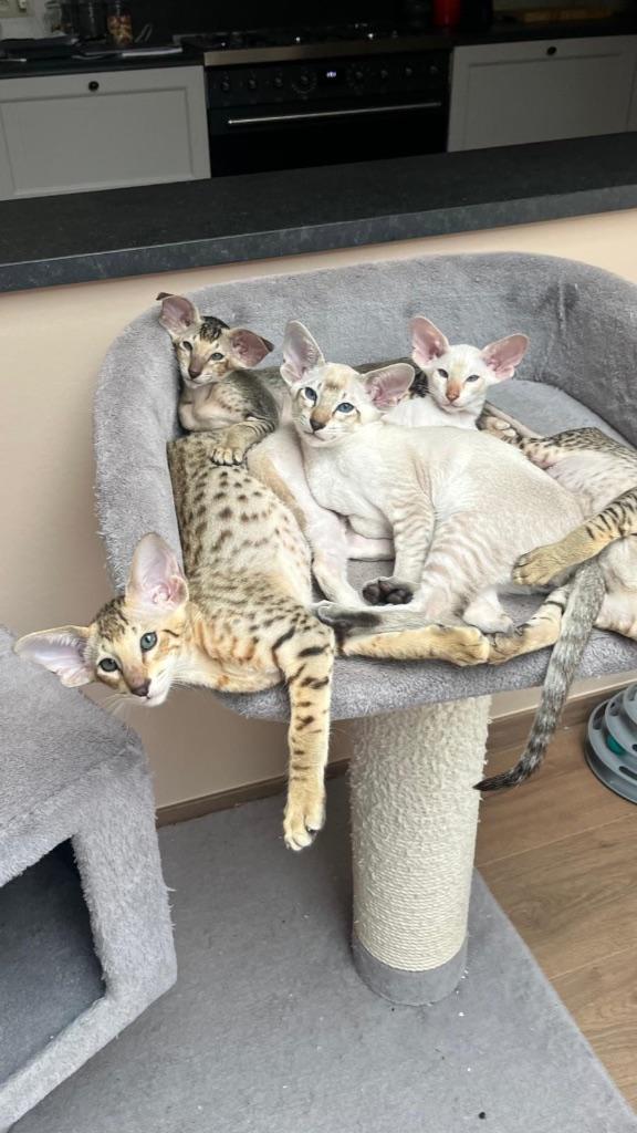 Peterbald Kittens, Meerdere dieren, Gechipt, 0 tot 2 jaar