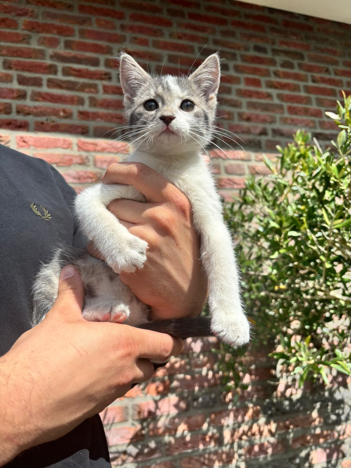 Kitten vrouwtje