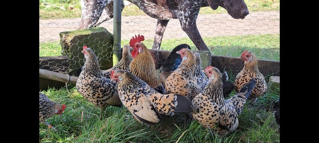 Broedeieren Hollandse kriel Porselein kleur, Geslacht onbekend, Kip