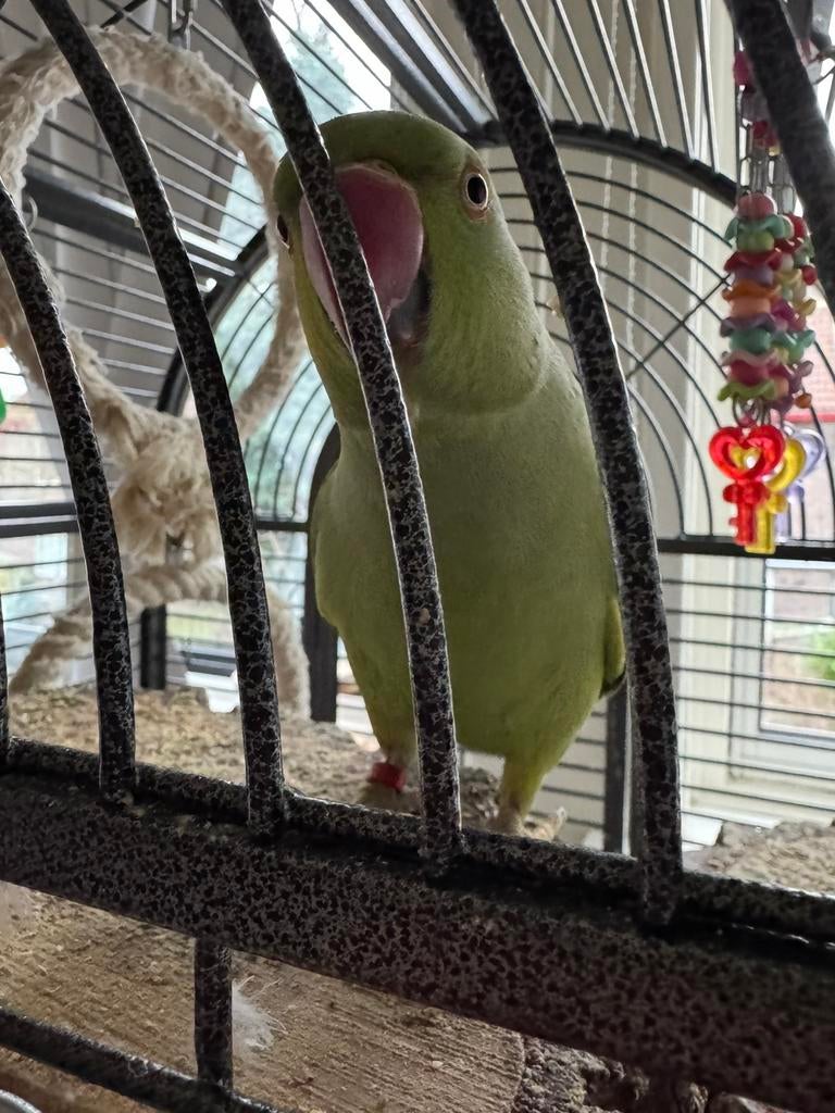Twee mooie parkieten, Meerdere dieren, Papegaai