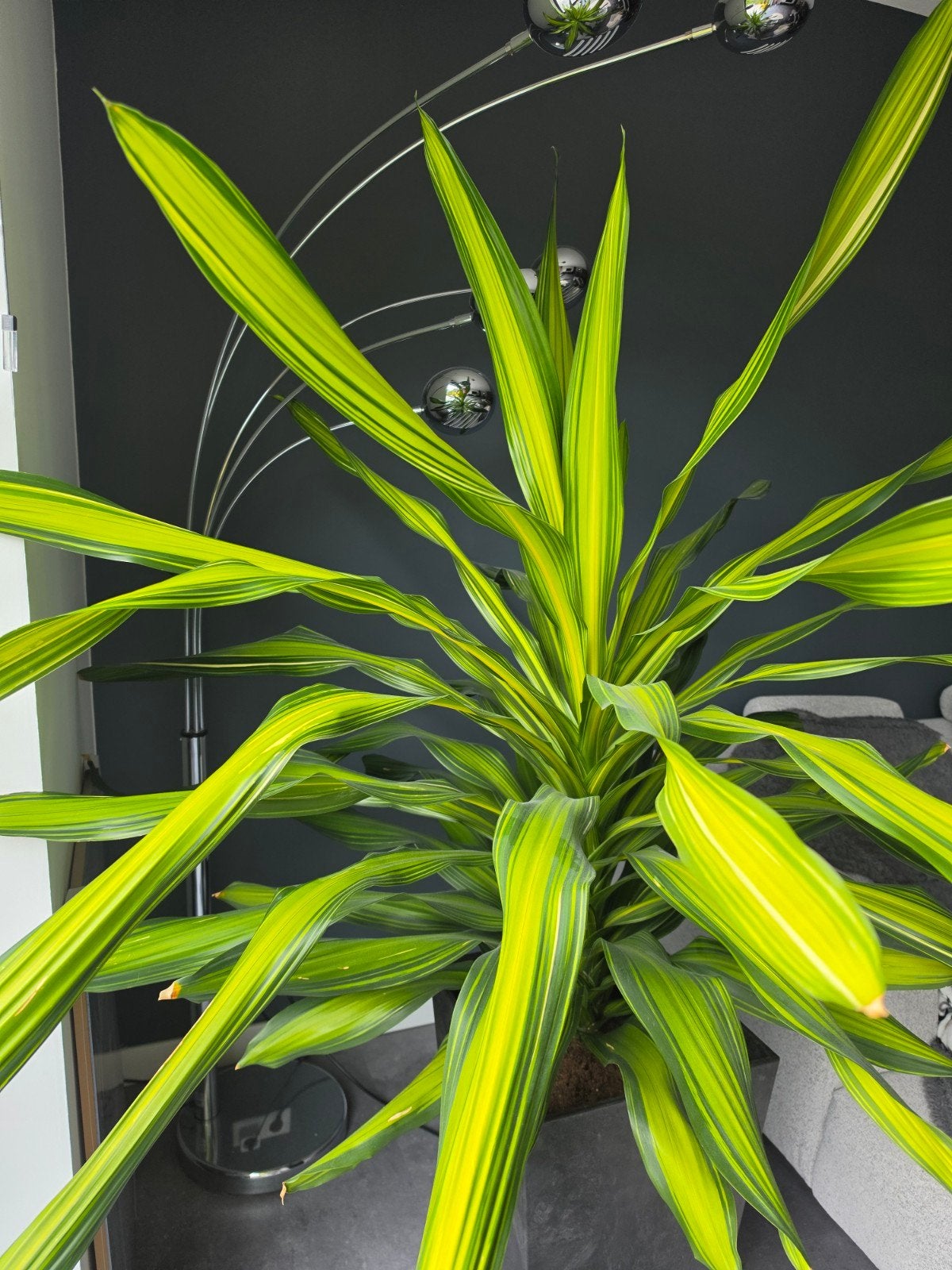 Grote kamerplant, Ophalen, Halfschaduw