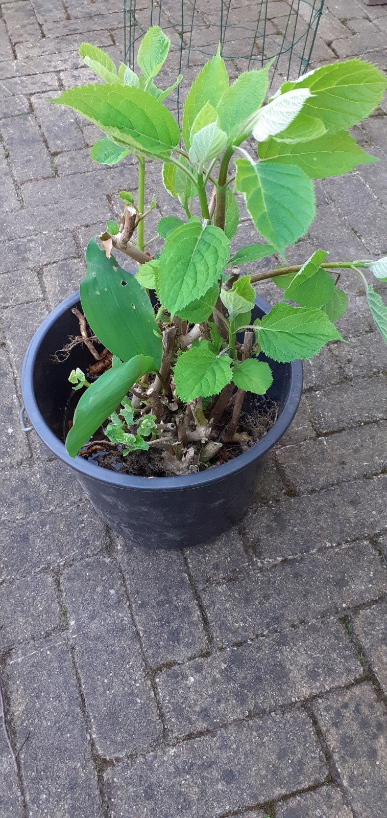 Een grote Annebel Hortensia, Tuin en Terras, Planten | Tuinplanten, Ophalen, Overige soorten, Halfschaduw