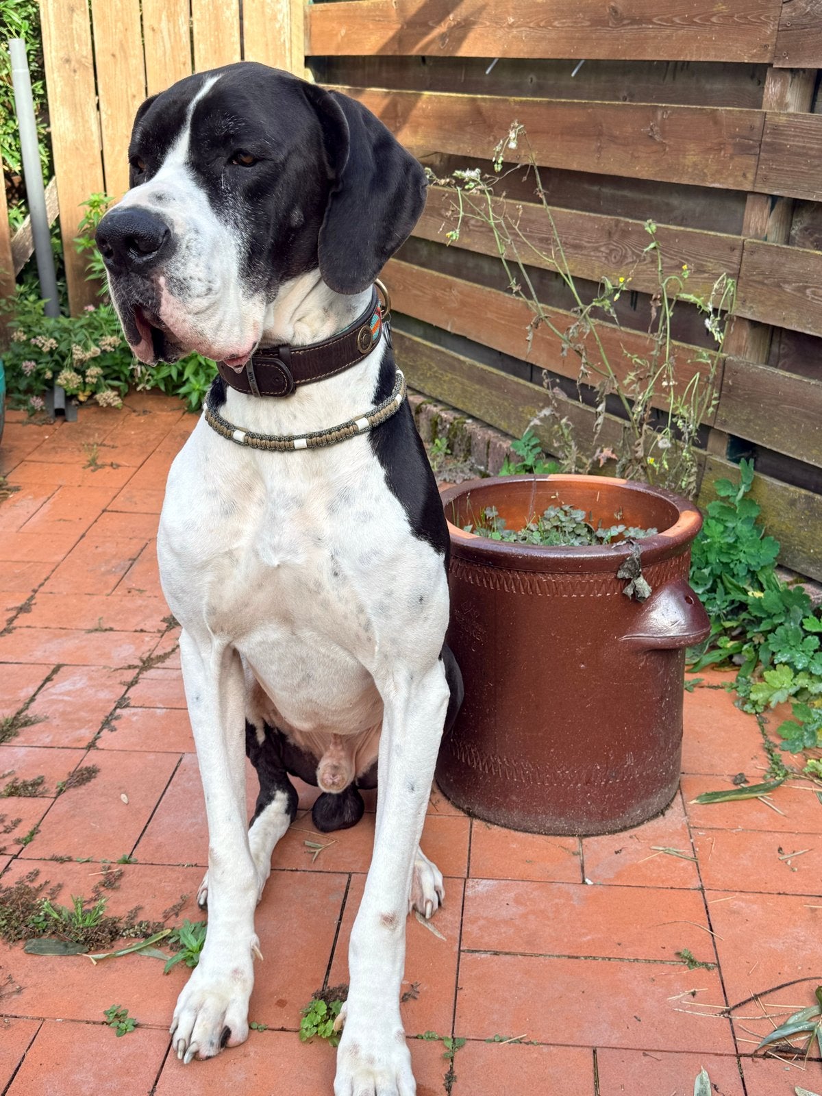 Duitse dog met stamboom, Dieren en Toebehoren, Eén hond, CDV (hondenziekte), 3 tot 5 jaar, Nederland