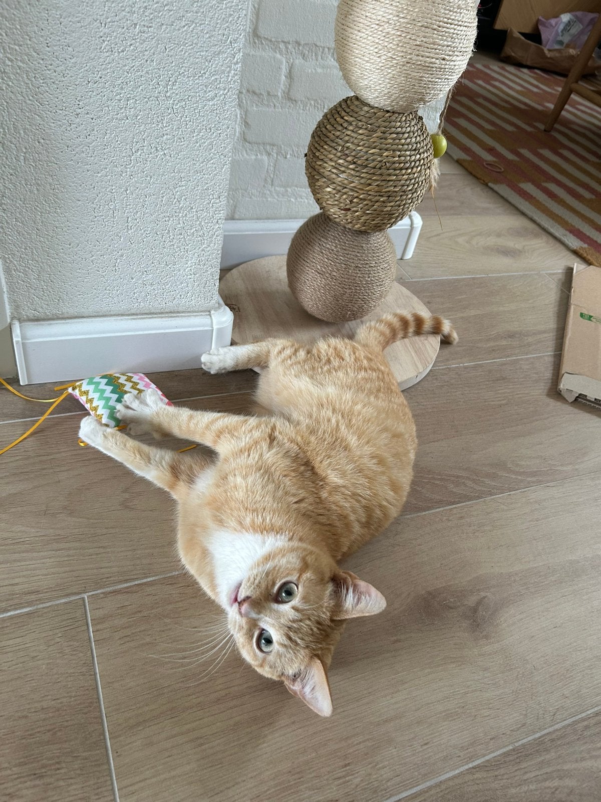 Jos - knuffelige kater van 10 maanden oud, Dieren en Toebehoren, Katten en Kittens | Overige Katten, Kater, Kortharig, 0 tot 2 jaar