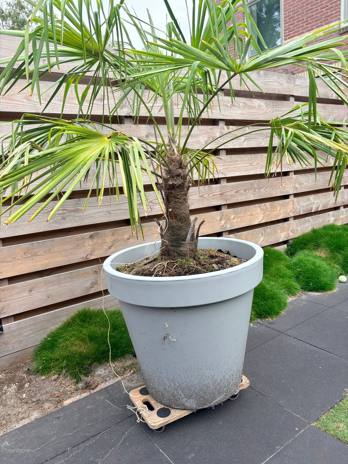 Grote palmboom in grijze pot (80 cm doorsnede), Tuin en Terras, Volle zon, Vaste plant, Bloeit niet, Ophalen