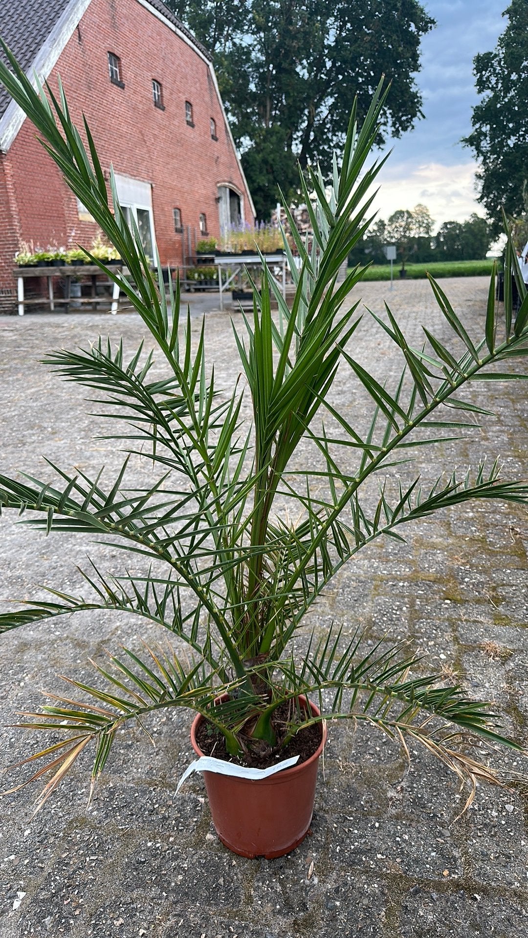 Phoenix canariensis (Canarische dadelpalm, Ophalen, Bloeit niet, Overige soorten, Volle zon