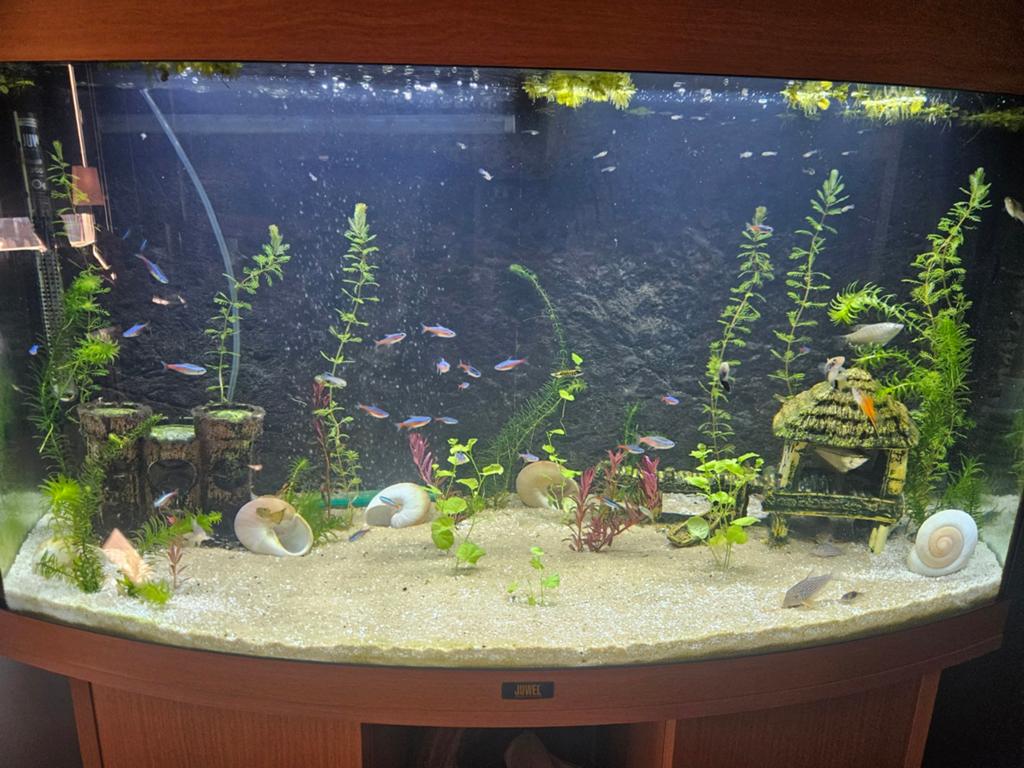 Juwel Vision 180 met onderkast, Dieren en Toebehoren, Vissen | Aquaria en Toebehoren, Ophalen, Leeg aquarium