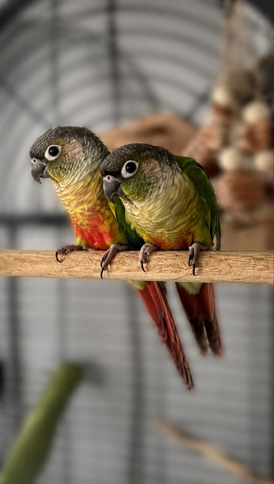 Joris & Boris Pyrrhura's (Ter Adoptie), Dieren en Toebehoren, Vogels | Parkieten en Papegaaien, Mannelijk, Parkiet, Tam