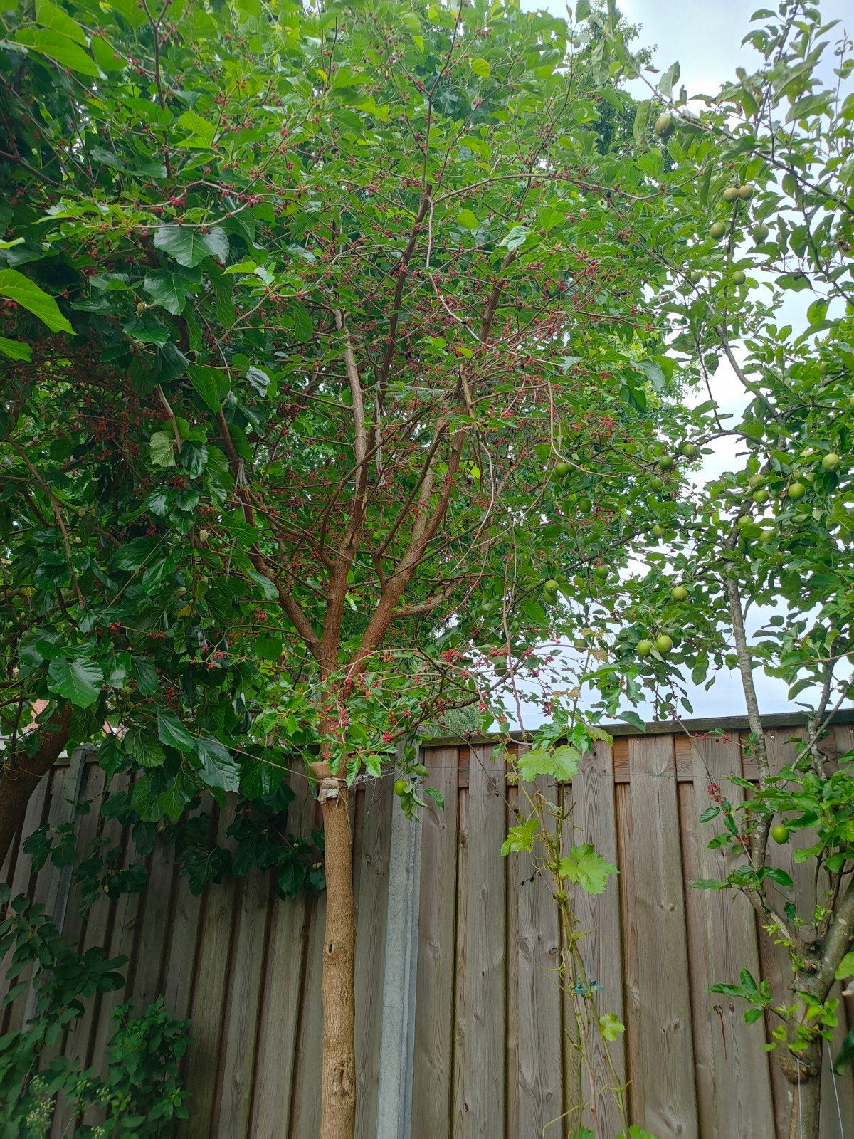 Zwarte Moerbeiboom - 5 meter hoog, ca. 5 jaar oud, Overige soorten, Zomer, 400 cm of meer, Ophalen