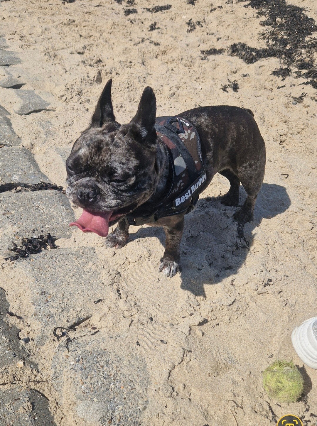 franse bulldog, Dieren en Toebehoren, Teef, Bulldog, Eén hond, CDV (hondenziekte)