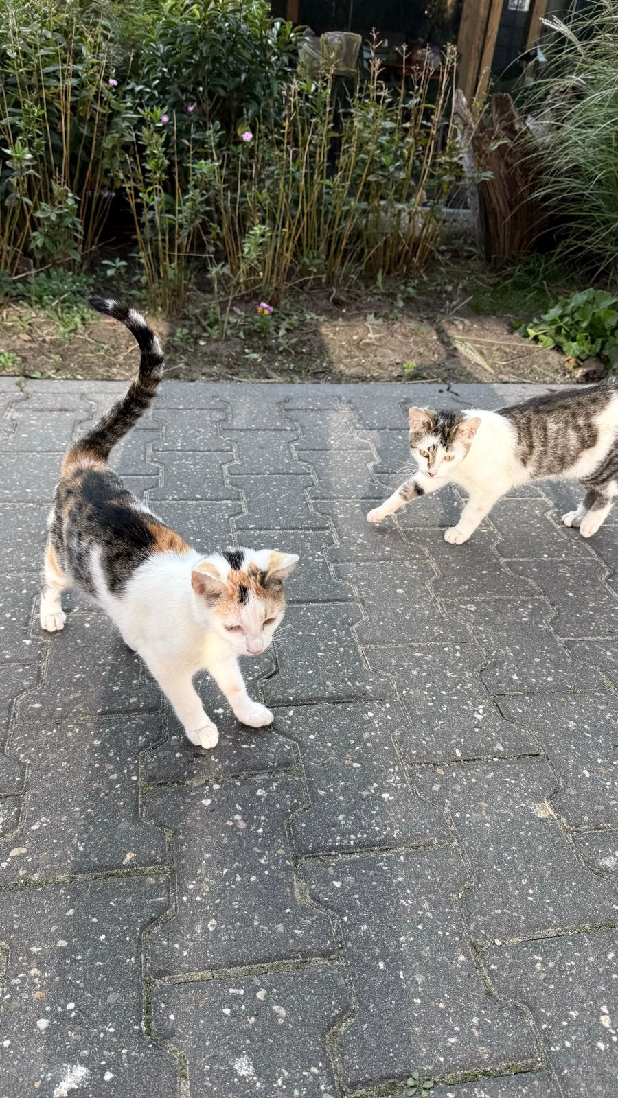 2 boerderij kittens!, Meerdere dieren, Kortharig, 0 tot 2 jaar
