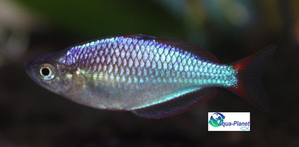 Diamantregenboogvis, Dieren en Toebehoren, Vissen | Aquariumvissen, Vis, Zoetwatervis, Schoolvis
