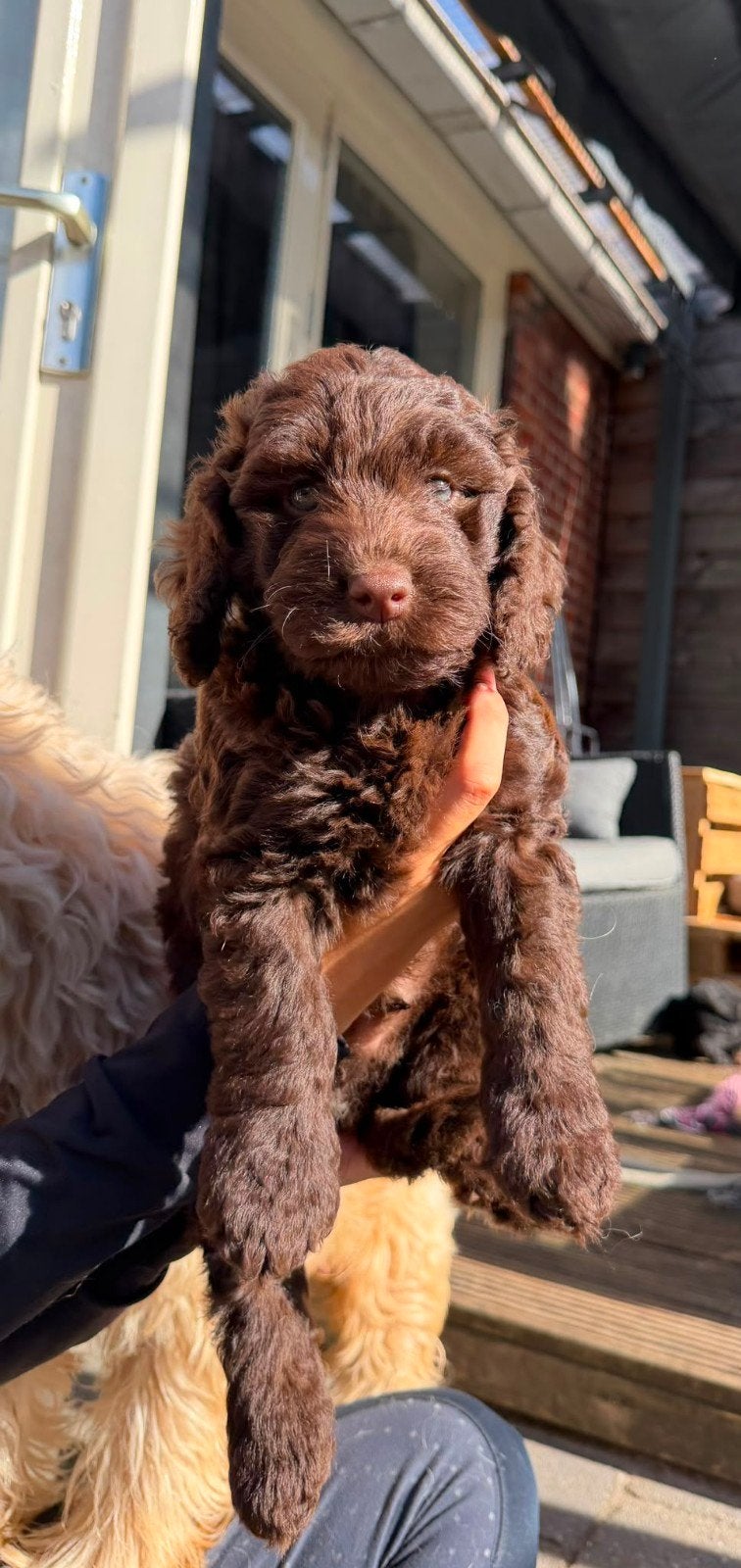 Labradoodle pups medium  nog 2, Parvo, 8 tot 15 weken, Meerdere, Meerdere dieren