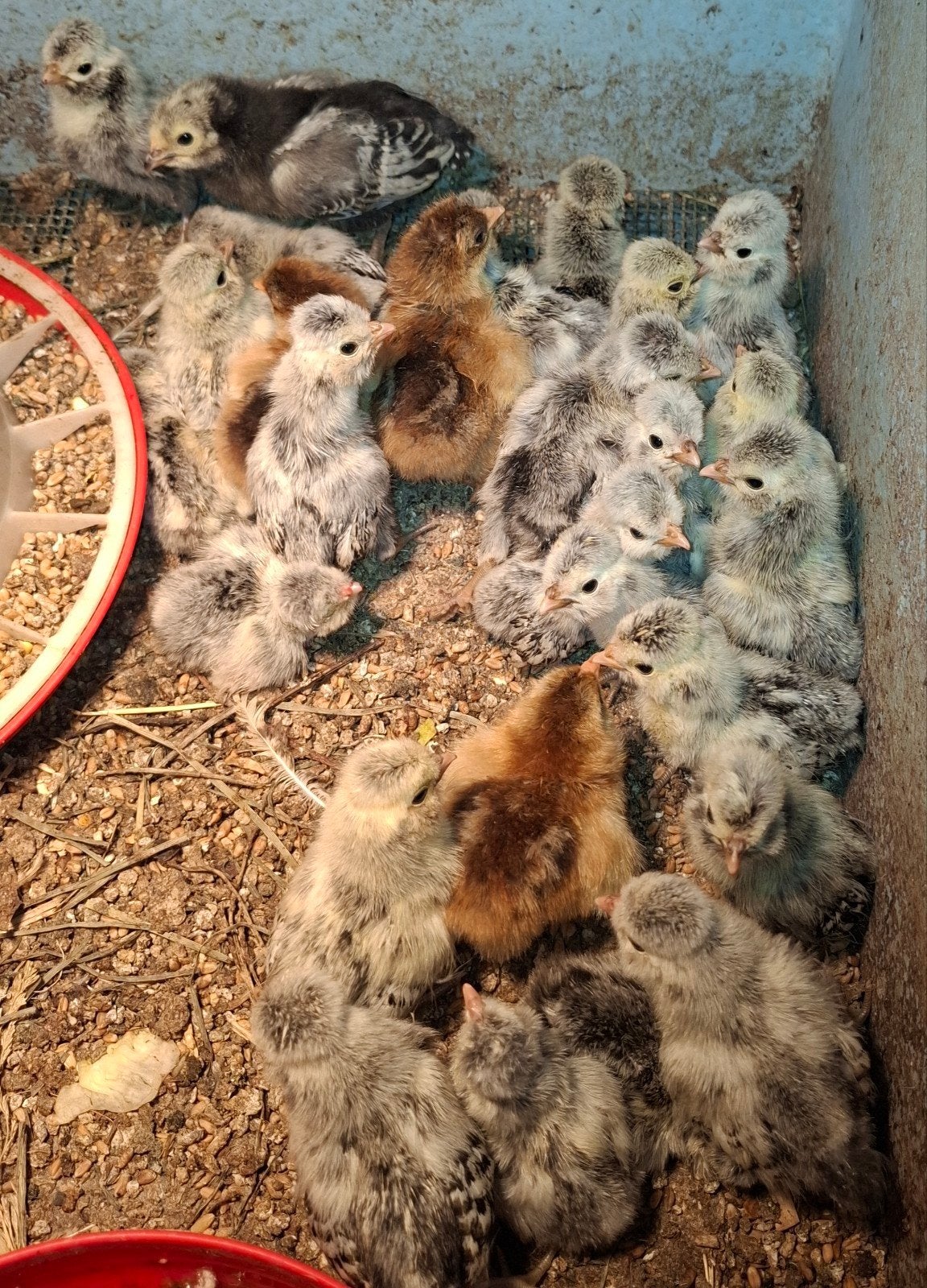 Kuikens hollandse kuifhoen gezoomd, Dieren en Toebehoren, Pluimvee, Meerdere dieren